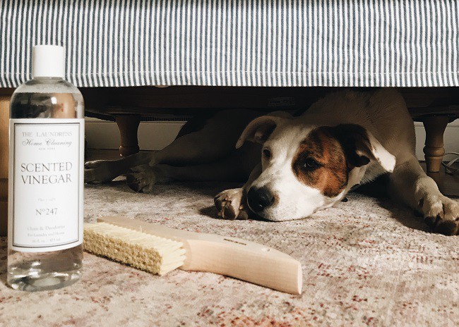 CMSPage_How-To | Clean Pet Messes At Home_ONE_SIZE_IMAGE_01