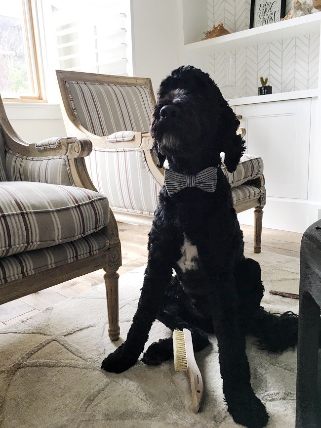 CMSPage_How-To | Clean Pet Messes At Home_ONE_SIZE_IMAGE_01