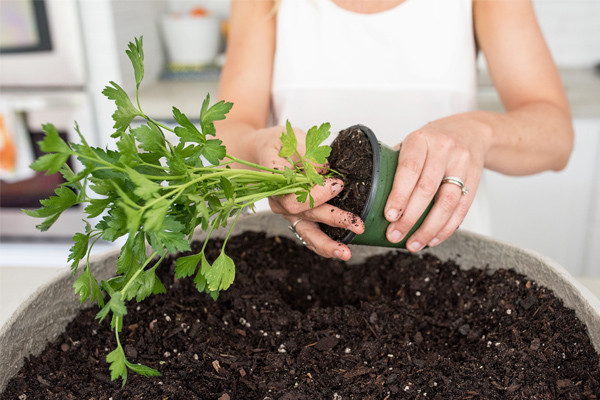 CMSPage_How-To | Plant an Herb Garden_ONE_SIZE_IMAGE_01