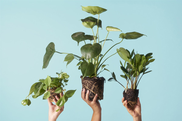 how to clean flower soil